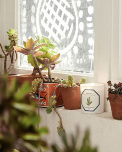 Carrière Frères Candle Lily of the Valley