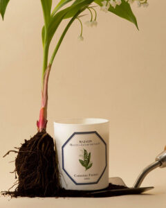 Carrière Frères Candle Lily of the Valley